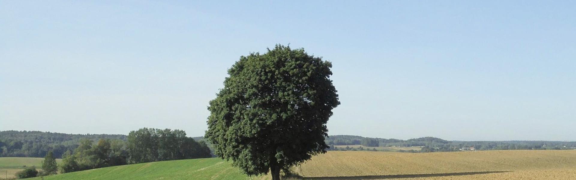drzewo