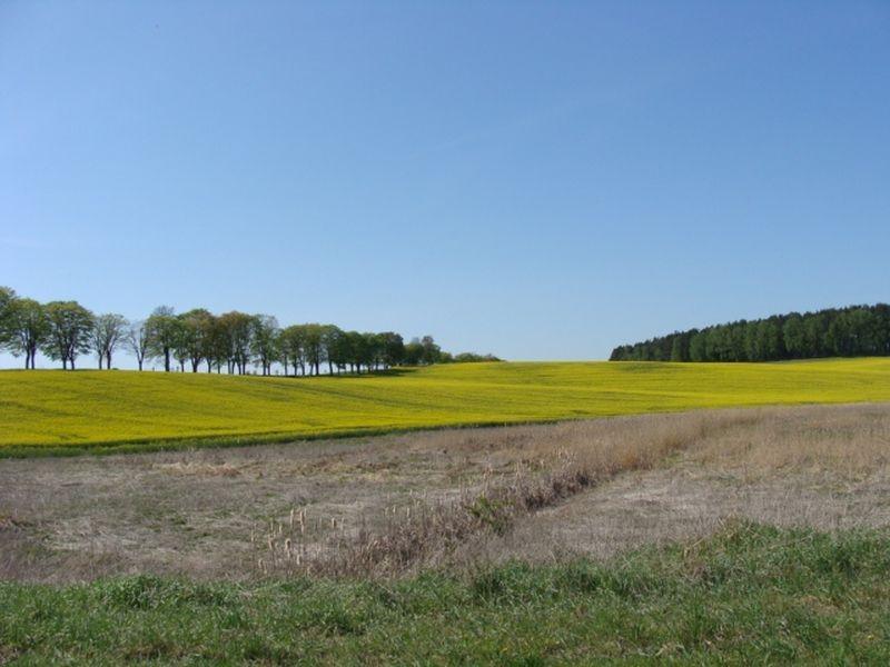 krajobraz 36